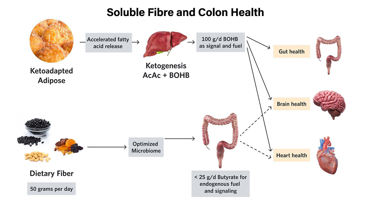 Soluble Fibre Colon Health